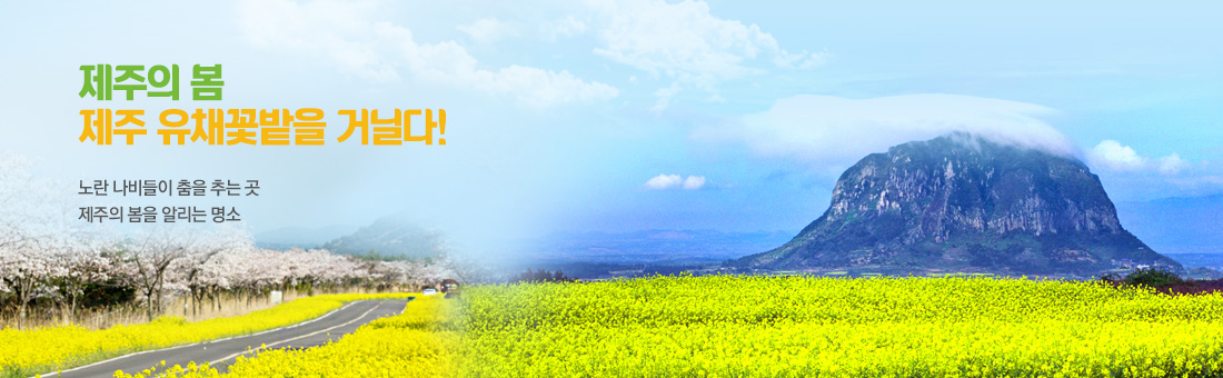 제주의봄