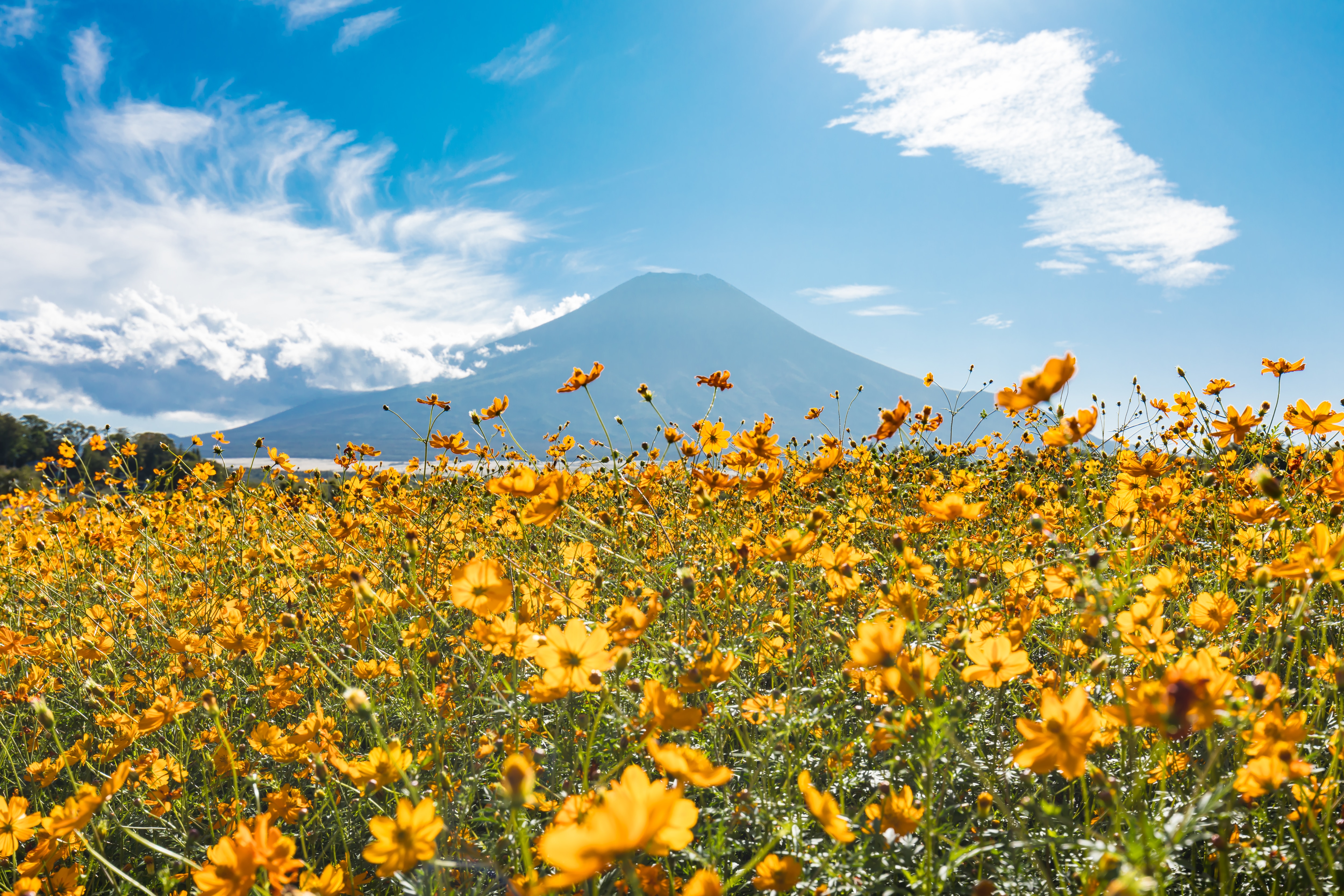 [설연휴특가] 도쿄/후지산/하코네 온천 패키지 3일 (전일관광)  이미지
