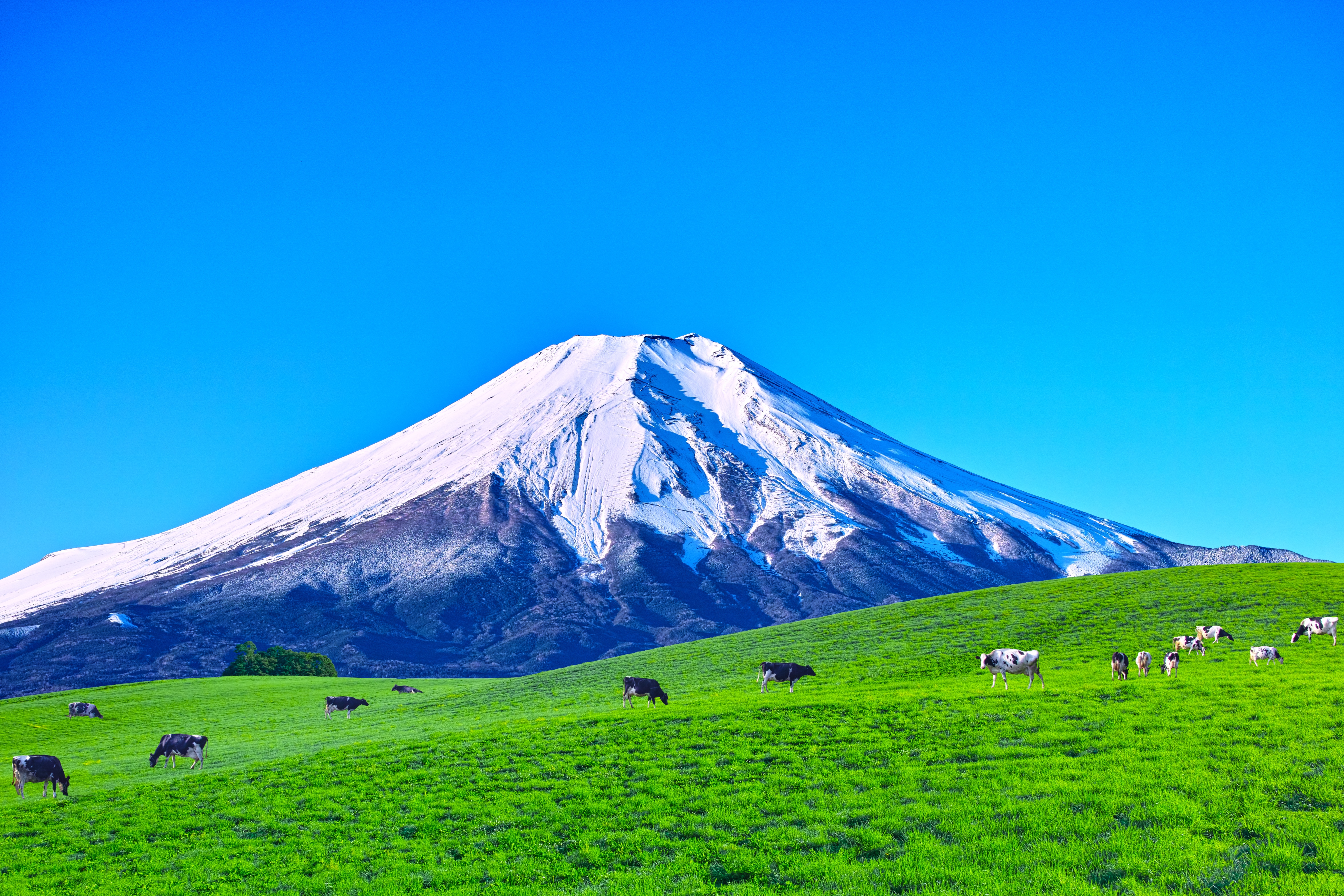 [26설연휴][청주출발][우리만♥4인단독]도쿄/후지산/하코네/가마쿠라 온천4일 (애니메이션투어/현지차량가이드행사)  이미지