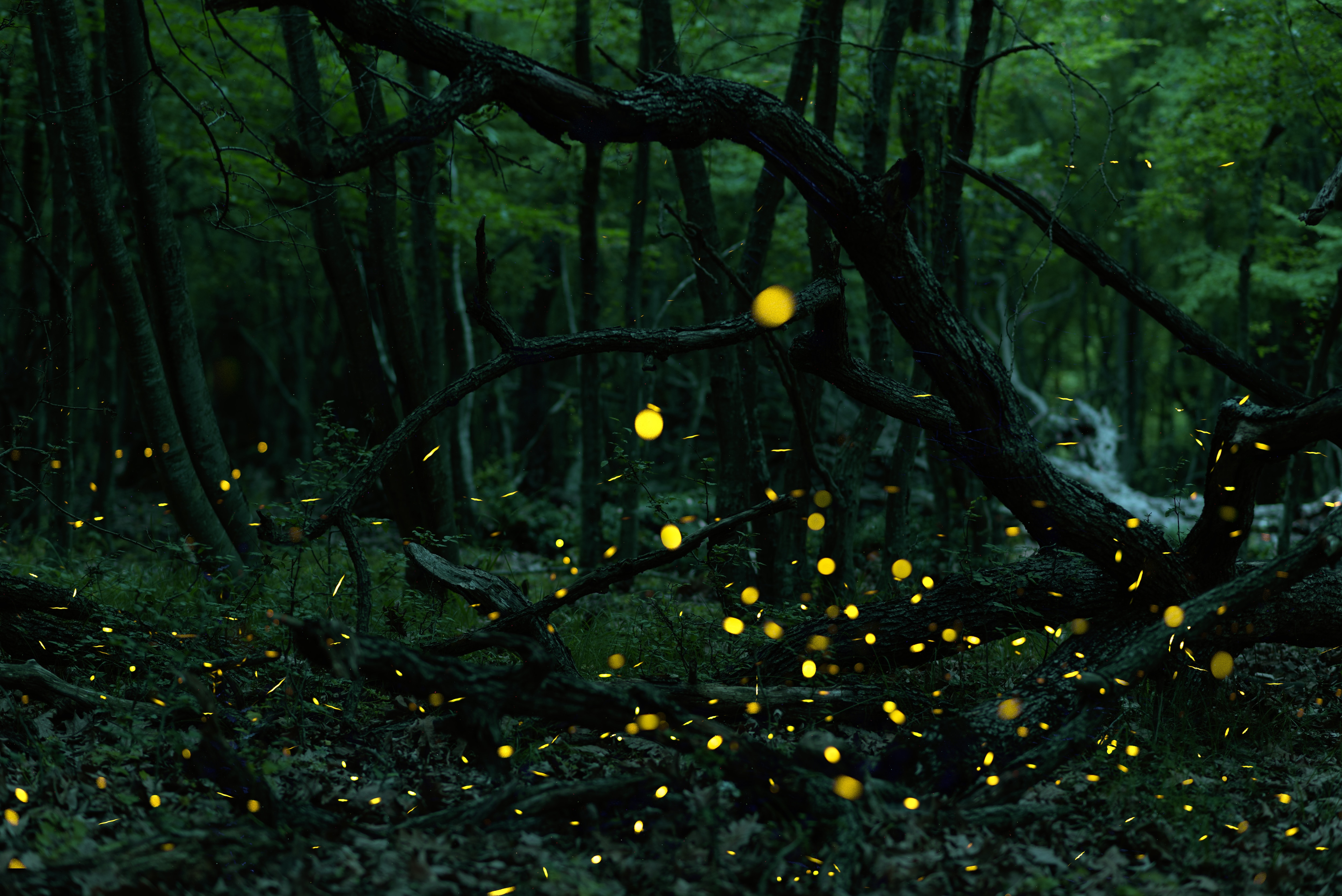 [설얼리버드][우리끼리-8명이상] 코타키나발루 수트라하버 퍼시픽 5일 (호핑+반딧불+전신마사지) 이미지