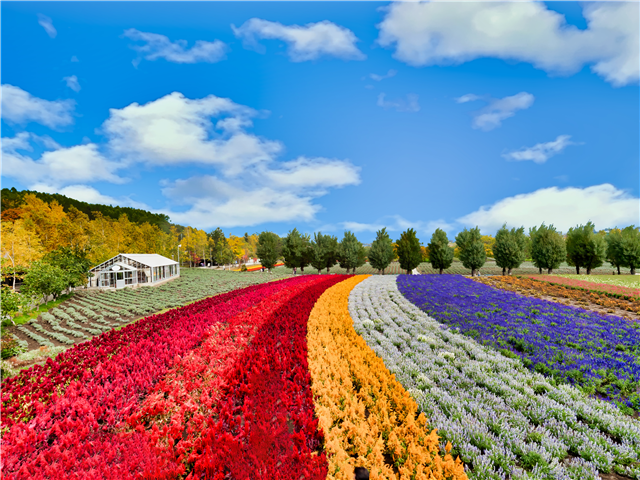 [북해도완전일주] 삿포로/오타루/노보리베츠/도야/후라노/비에이 4일 (온천2박+시내1박+3대게+주류무제한)