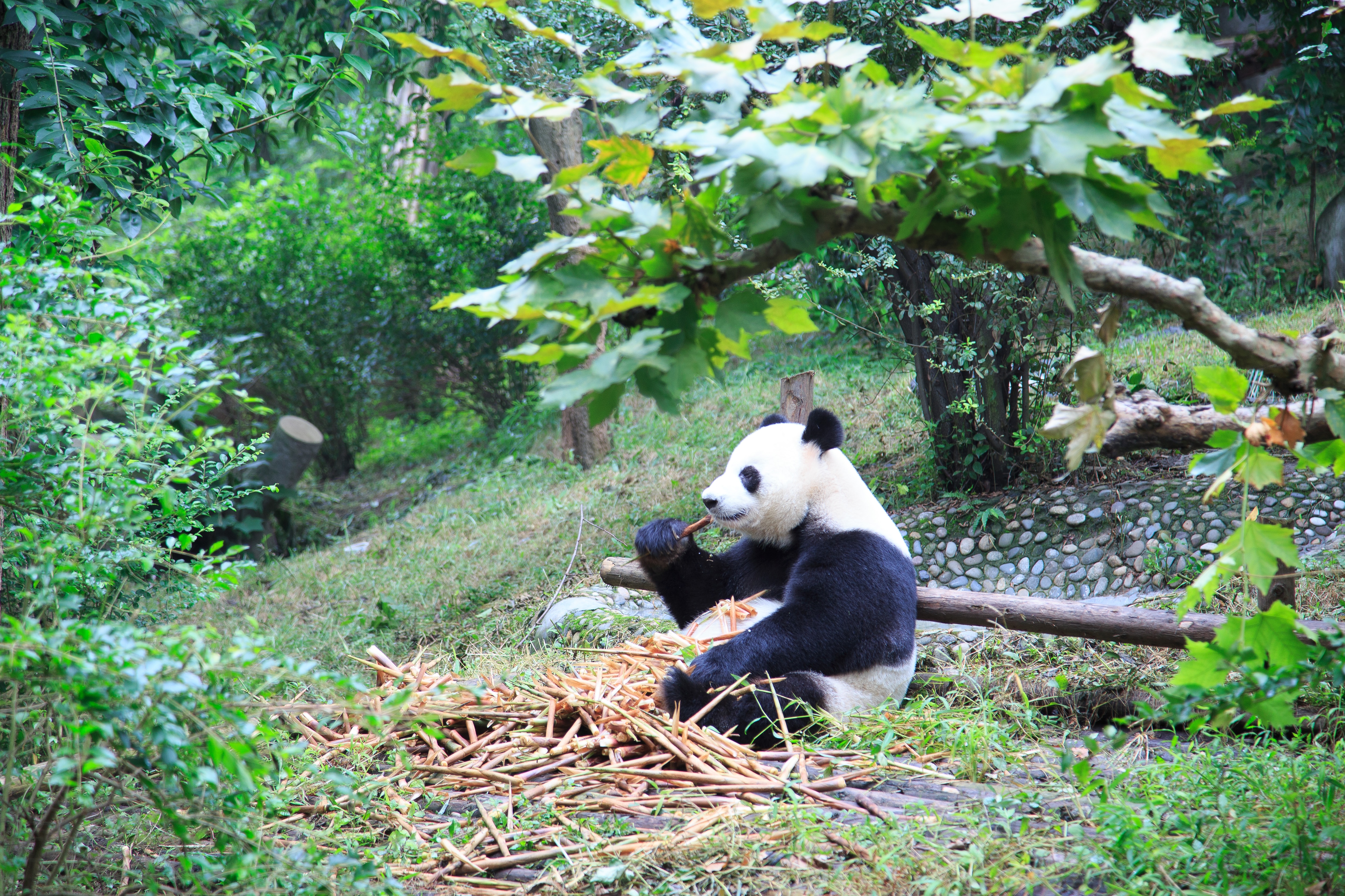 [사천지역 판매1위상품] 성도 모니구 구채구 팬더테마파크 5/6일 이미지
