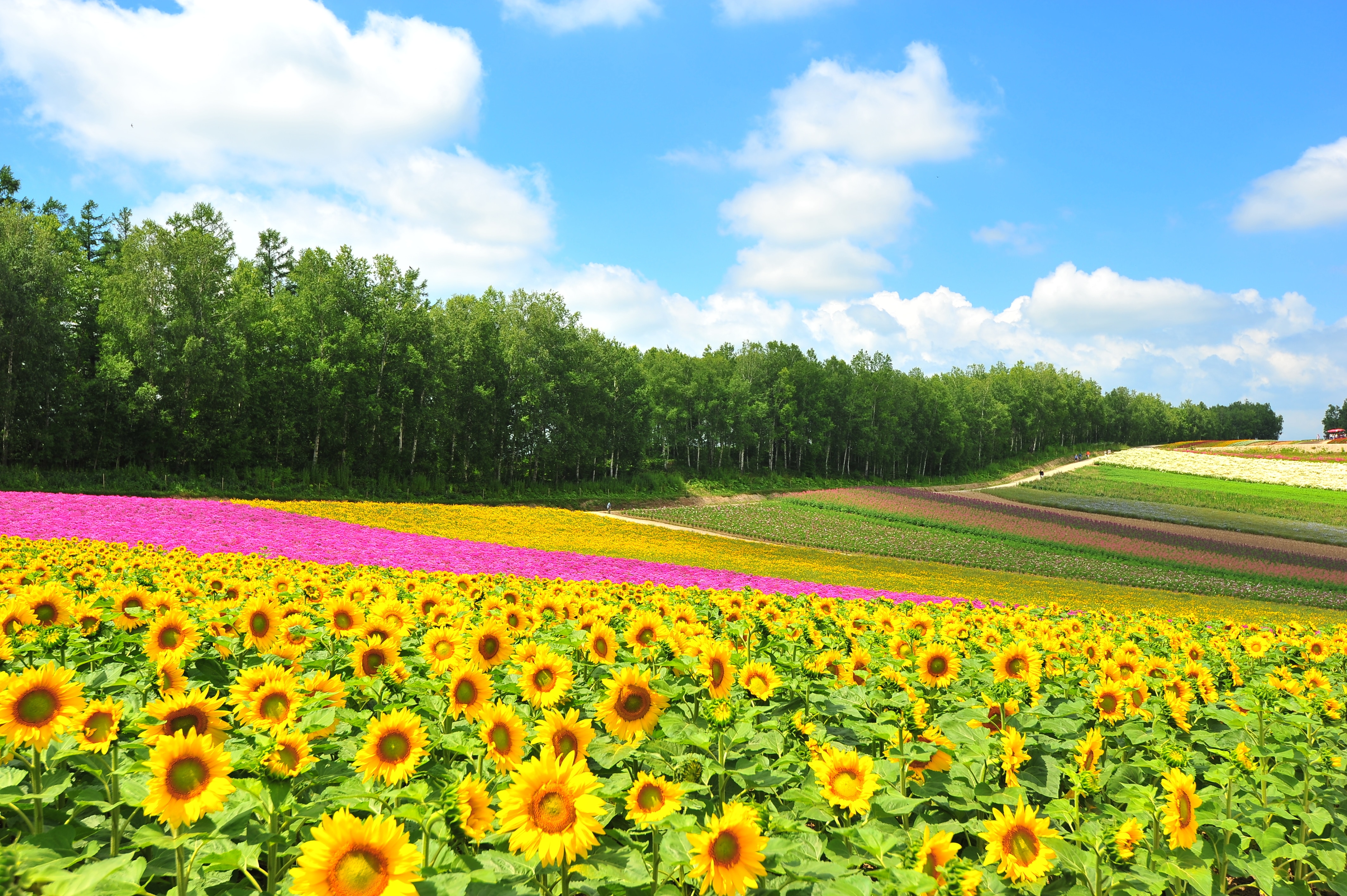 출발확정 [출발확정][여름 북해도의 정석] 비에이/오타루/루스츠 4일(꽃언덕트렉터/샤코탄블루/무제한대게특식)