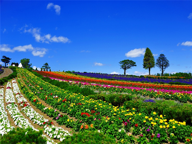 [특급온천소울트립] 비에이/삿포로 북해도 온천 4일 (무제한대게/술음료무제한/시내중심2연박/노옵션)