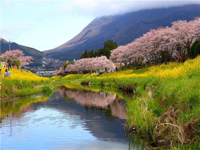 [특급 스기노이 호텔][벚꽃필때✿] 후쿠오카/유후인/벳부 3일 (온천욕+뷔페식+음료/주류 무제한)