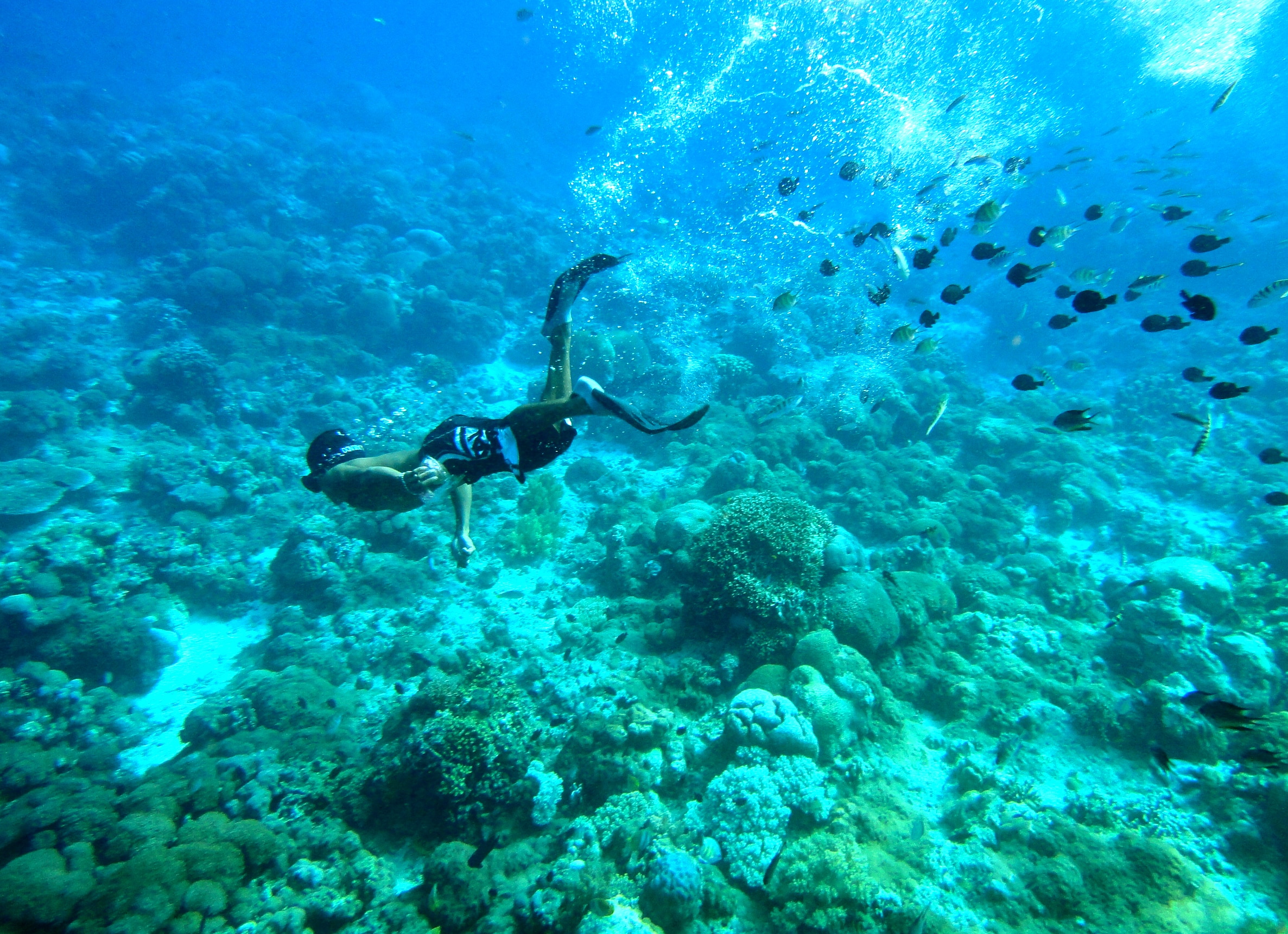 [출발확정] 보홀직항 5일 (발리카삭호핑투어+돌핀왓칭) 이미지