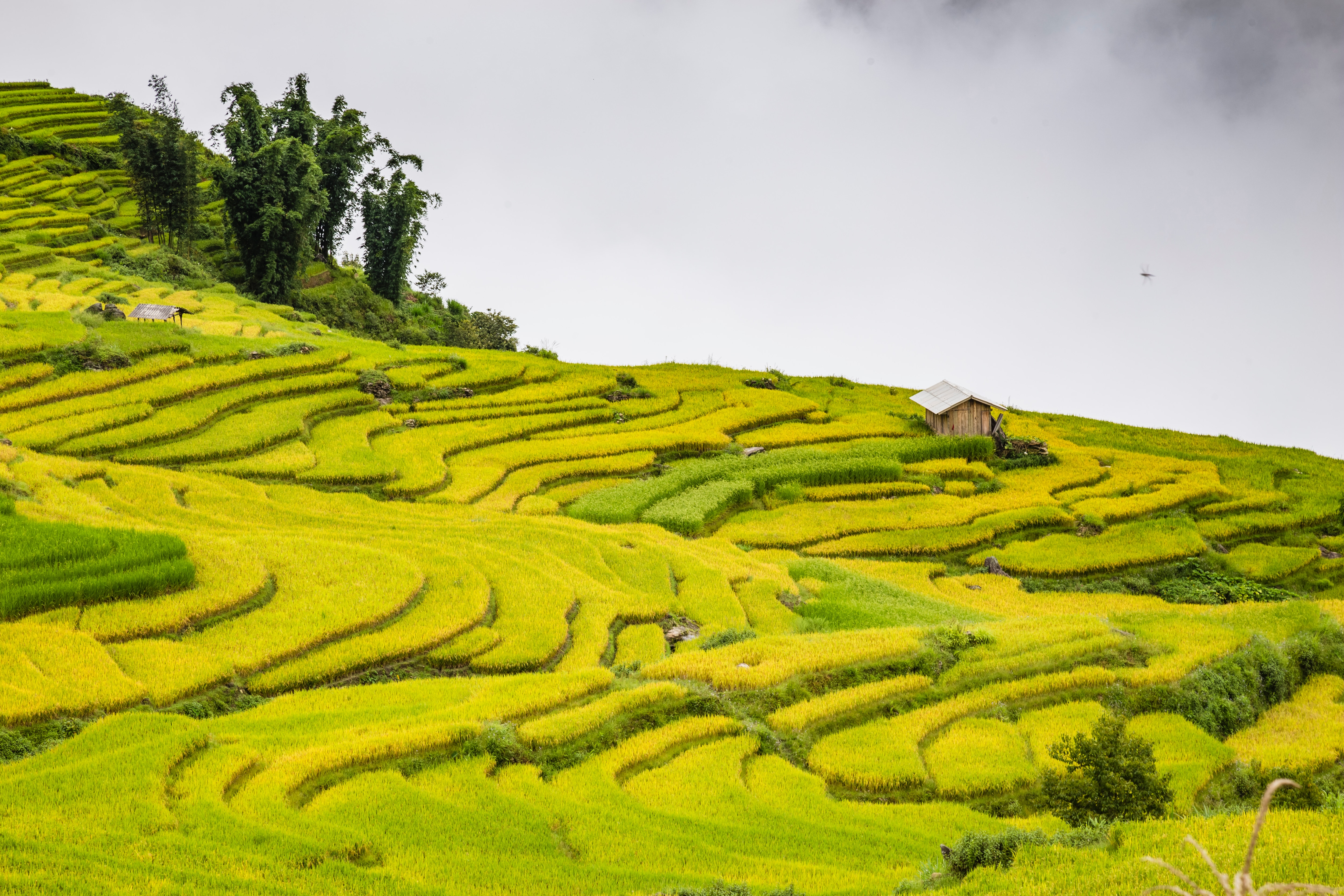 하노이/사파 (8명이상-우리끼리 여행) 패키지 5일 이미지
