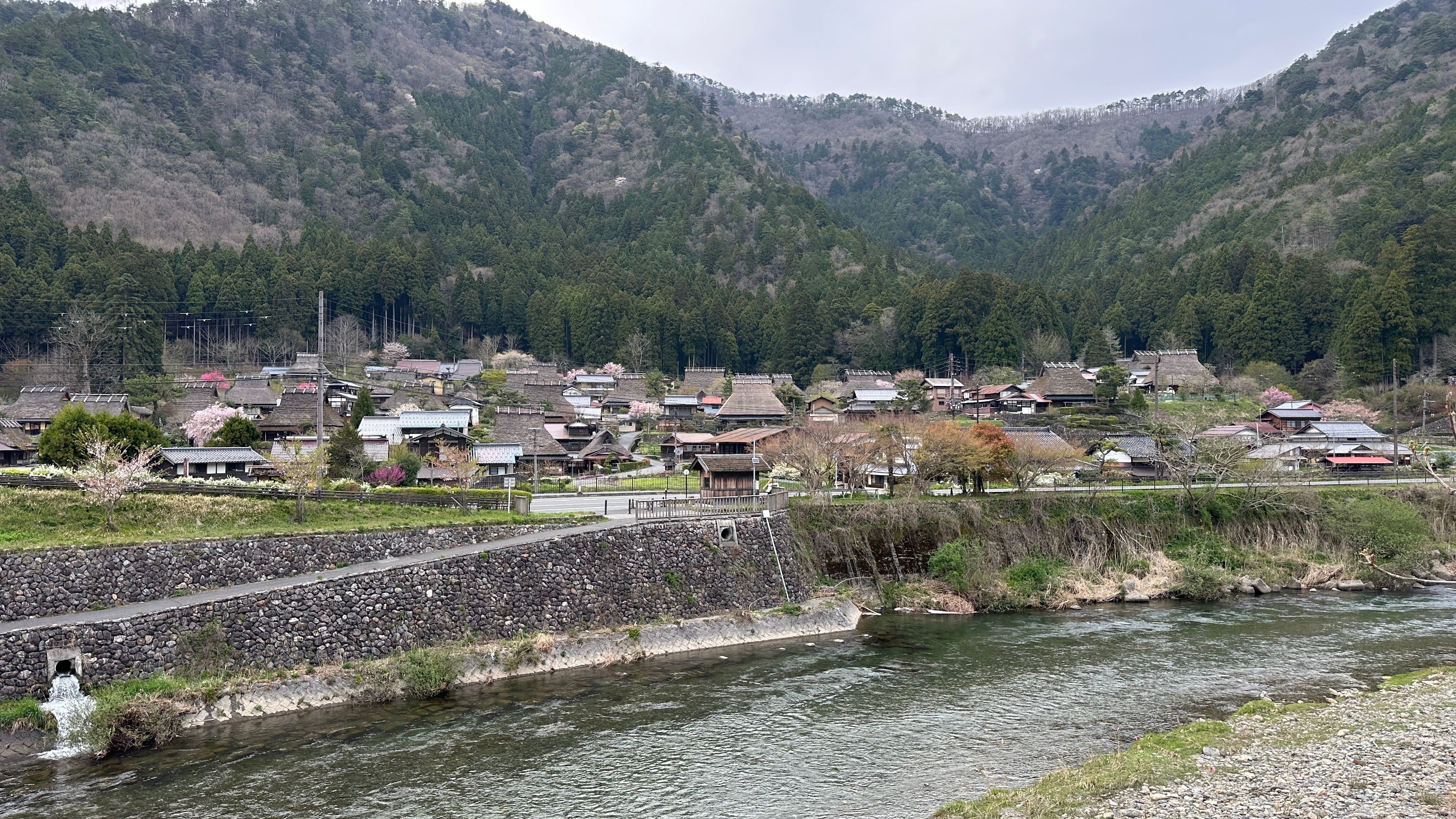 [간사이가 숨겨둔 벚꽃명소] 오사카/나라/교토북부/고베 4일 (팁포함/이네후나야/아마노하시다테/가야부키노사토)