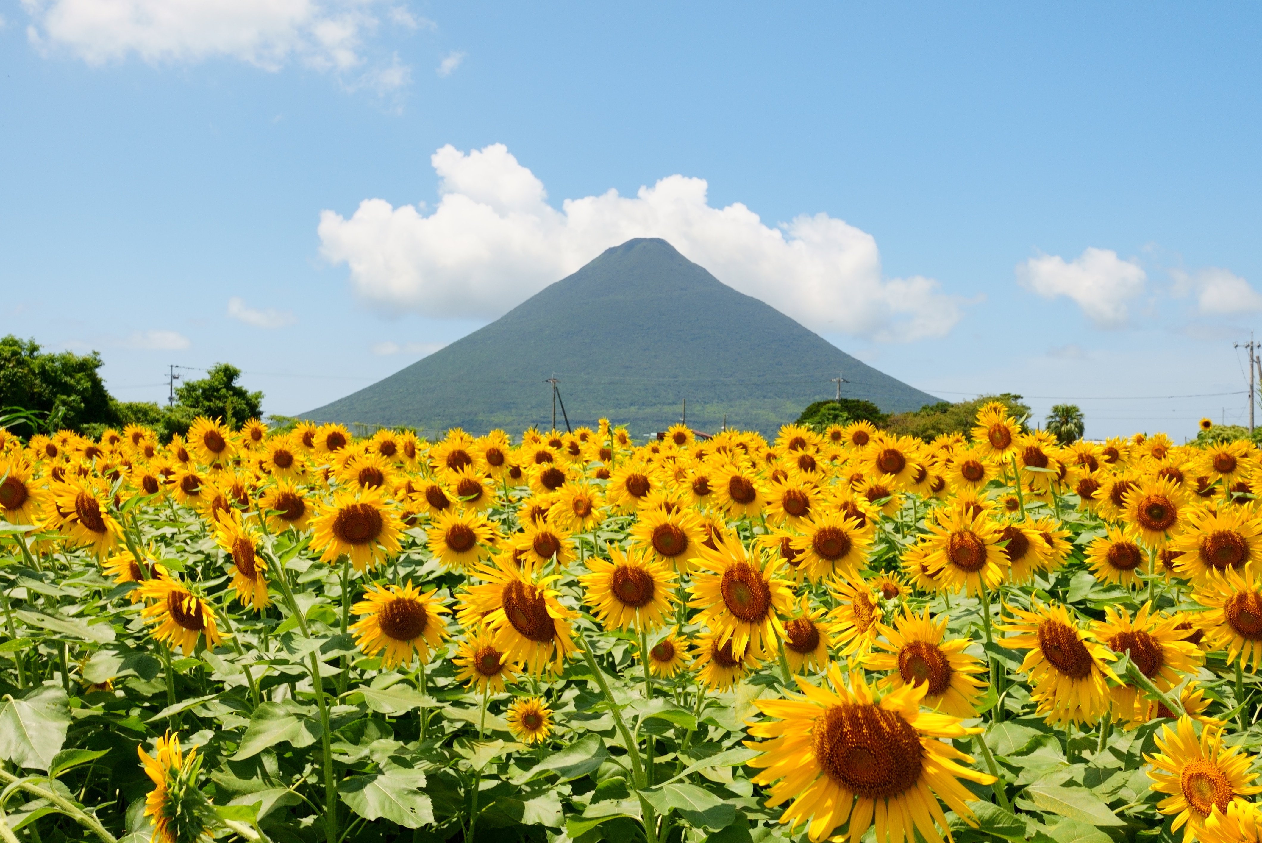 [일본여행] 진에어와 함께