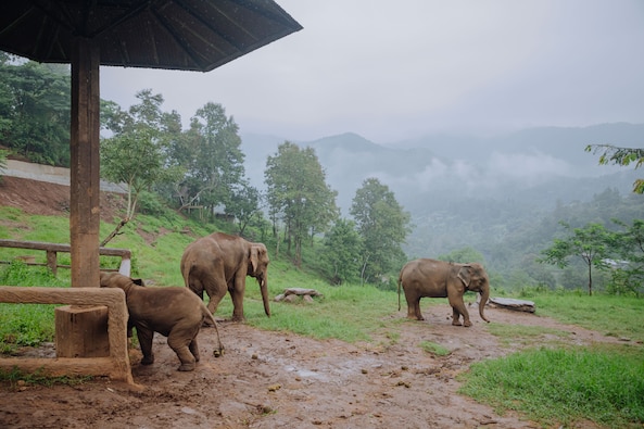 치앙마이 엘리핀 팜/화이트 파고다 5/6일 이미지 치앙마이 엘리핀 팜/화이트 파고다 5/6일 이미지
