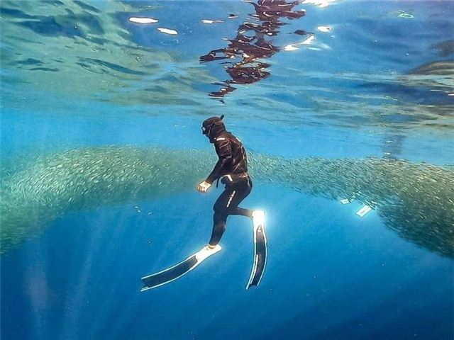 [NEW트랜드][프리다이빙+노쇼핑+노팁+왕복픽업] 보홀 3박5일 이미지