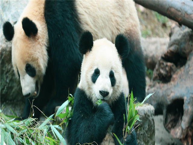 [노옵션] 장사 장가계/원가계/봉황고성 4박5일 [차마웅풍/덕항대협곡/와채대교]
